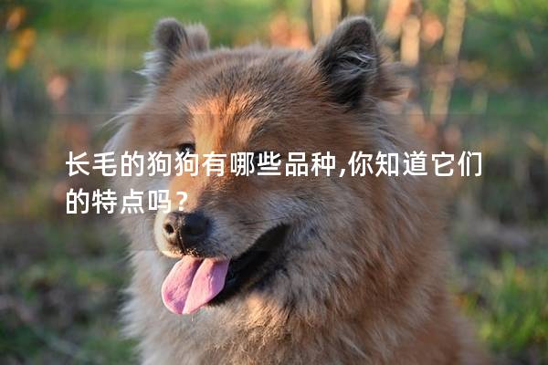 長毛的狗狗有哪些品種,你知道它們的特點嗎？