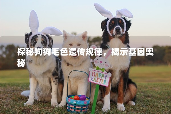 探秘狗狗毛色遺傳規律，揭示基因奧秘