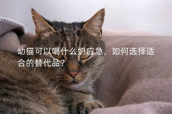 幼貓可以喝什么奶應急，如何選擇適合的替代品？