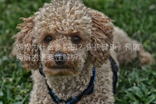 狗狗為什么要驅蟲？保護健康，預防疾病的重要性解析
