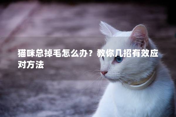 貓咪總掉毛怎么辦？教你幾招有效應對方法
