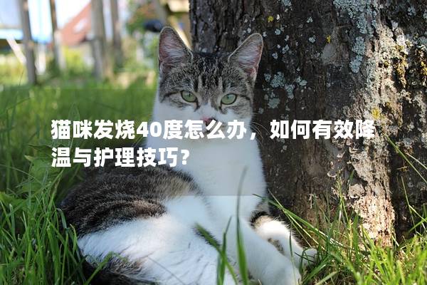 貓咪發燒40度怎么辦，如何有效降溫與護理技巧？