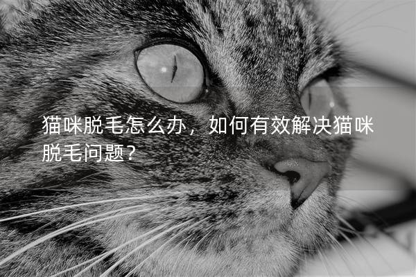 貓咪脫毛怎么辦，如何有效解決貓咪脫毛問題？