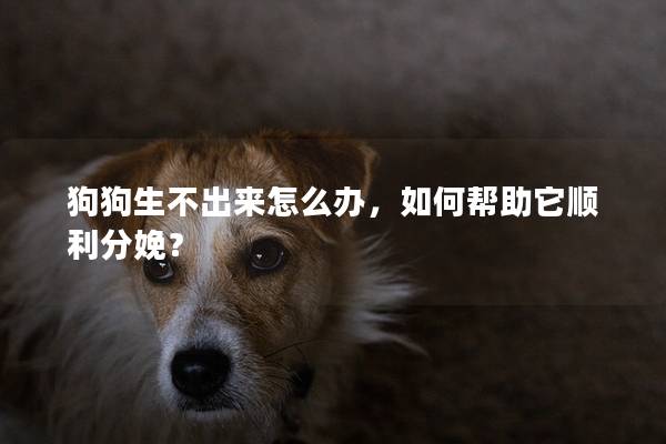 狗狗生不出來(lái)怎么辦，如何幫助它順利分娩？