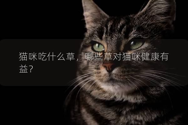貓咪吃什么草，哪些草對(duì)貓咪健康有益？