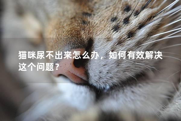 貓咪尿不出來怎么辦，如何有效解決這個問題？