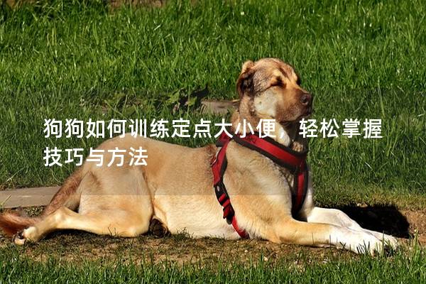 狗狗如何訓練定點大小便，輕松掌握技巧與方法