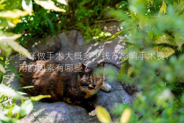 貓咪做手術大概多少錢？影響手術費用的因素有哪些？
