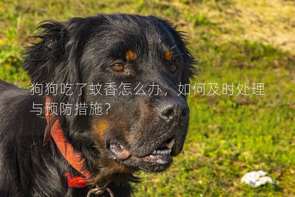 狗狗吃了蚊香怎么辦，如何及時處理與預防措施？