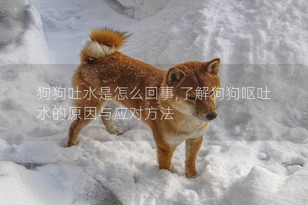 狗狗吐水是怎么回事,了解狗狗嘔吐水的原因與應對方法 狗狗吐水是怎么回事,了解狗狗嘔吐水的原因與應對方法