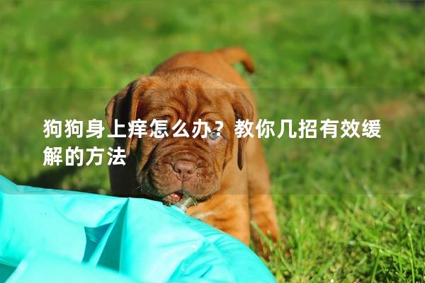 狗狗身上癢怎么辦？教你幾招有效緩解的方法