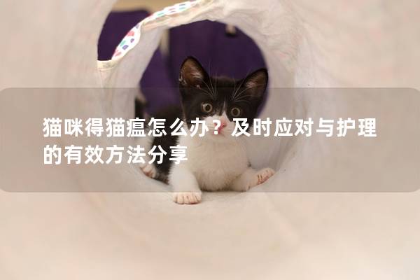 貓咪得貓瘟怎么辦？及時應對與護理的有效方法分享