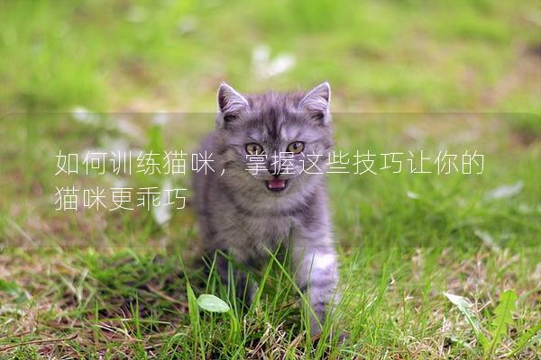 如何訓(xùn)練貓咪，掌握這些技巧讓你的貓咪更乖巧