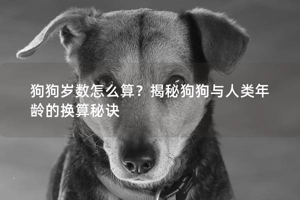 狗狗歲數(shù)怎么算?揭秘狗狗與人類(lèi)年齡的換算秘訣 狗狗歲數(shù)怎么算?揭秘狗狗與人類(lèi)年齡的換算秘訣