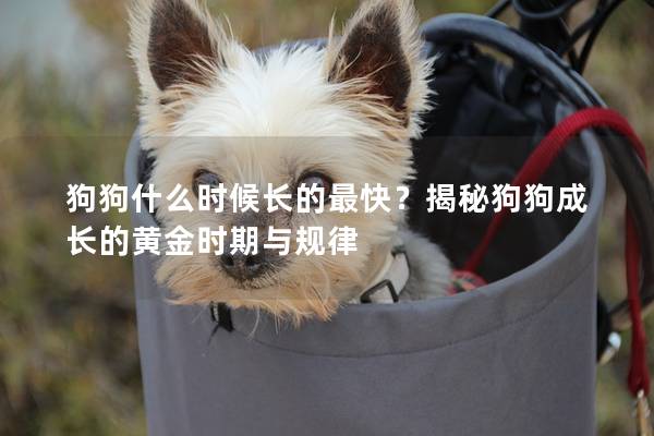 狗狗什么時候長的最快？揭秘狗狗成長的黃金時期與規律