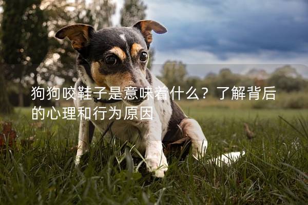 狗狗咬鞋子是意味著什么？了解背后的心理和行為原因