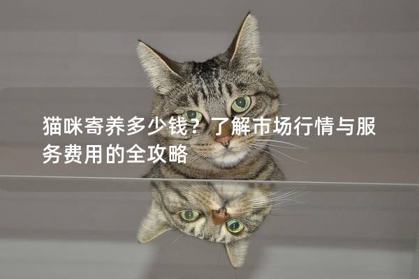 貓咪寄養多少錢？了解市場行情與服務費用的全攻略