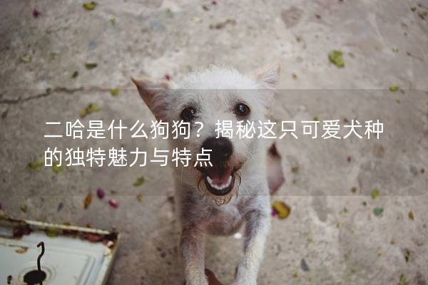 二哈是什么狗狗？揭秘這只可愛犬種的獨(dú)特魅力與特點(diǎn)