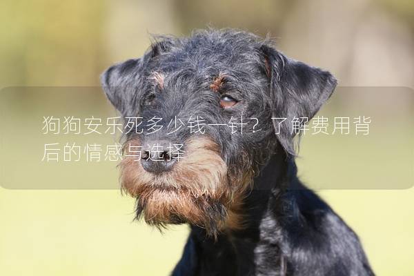 狗狗安樂死多少錢一針？了解費用背后的情感與選擇