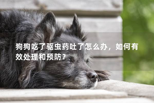 狗狗吃了驅蟲藥吐了怎么辦，如何有效處理和預防？