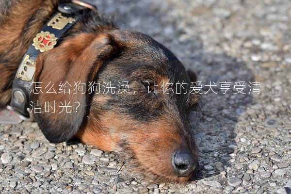 怎么給狗狗洗澡，讓你的愛犬享受清潔時光？