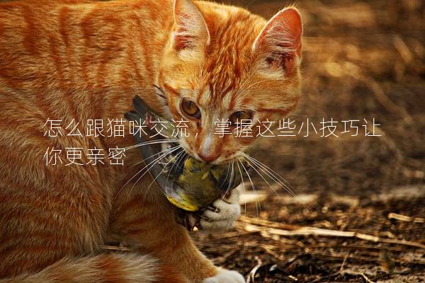 怎么跟貓咪交流，掌握這些小技巧讓你更親密