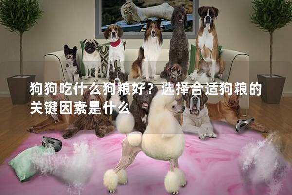 狗狗吃什么狗糧好？選擇合適狗糧的關(guān)鍵因素是什么