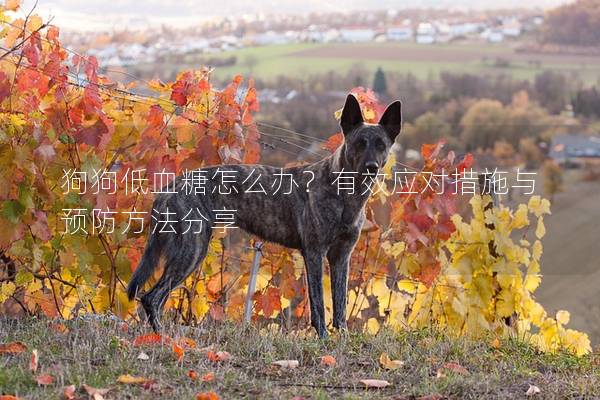 狗狗低血糖怎么辦？有效應(yīng)對措施與預(yù)防方法分享