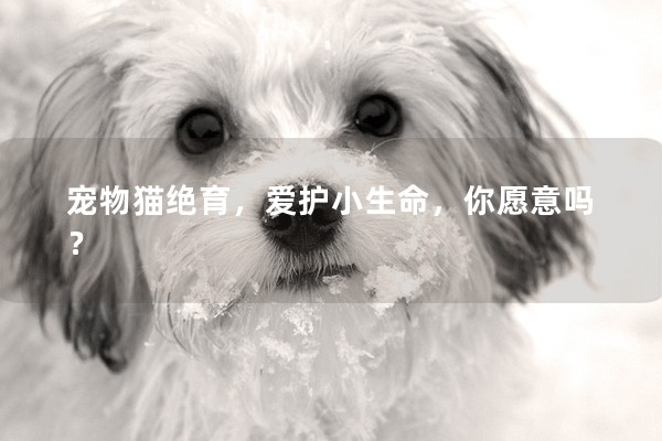 寵物貓絕育，愛護小生命，你愿意嗎？