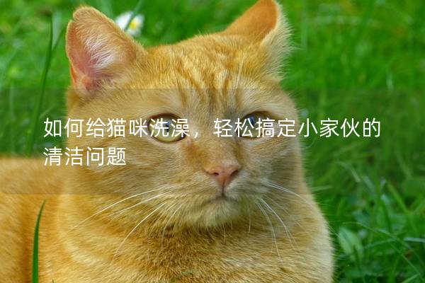 如何給貓咪洗澡，輕松搞定小家伙的清潔問(wèn)題