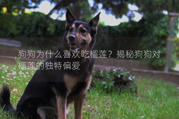 狗狗為什么喜歡吃榴蓮？揭秘狗狗對榴蓮的獨特偏愛