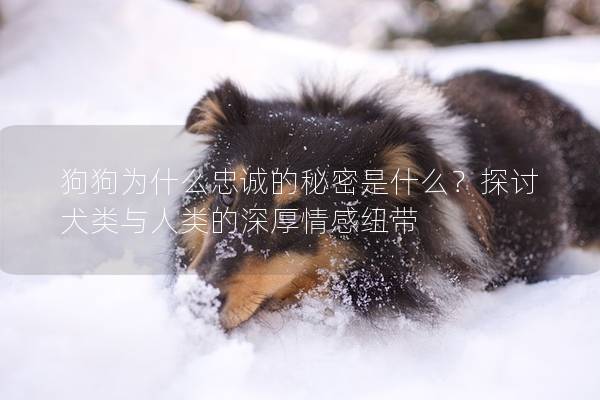 狗狗為什么忠誠(chéng)的秘密是什么？探討犬類與人類的深厚情感紐帶