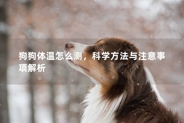 狗狗體溫怎么測,科學方法與注意事項解析 狗狗體溫怎么測,科學方法與注意事項解析