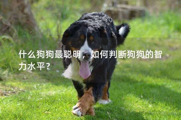 什么狗狗最聰明，如何判斷狗狗的智力水平？