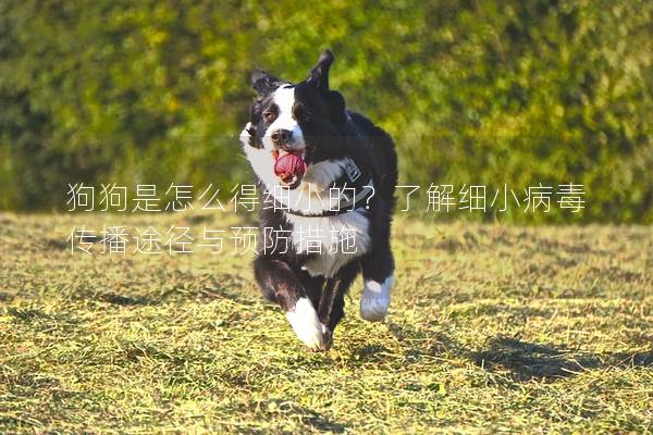 狗狗是怎么得細(xì)小的？了解細(xì)小病毒傳播途徑與預(yù)防措施