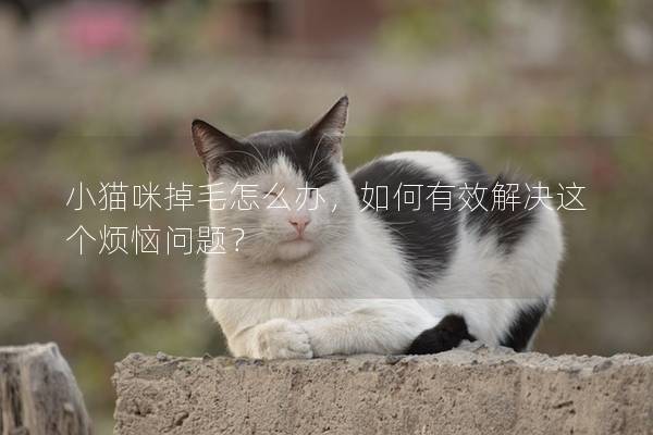 小貓咪掉毛怎么辦，如何有效解決這個煩惱問題？