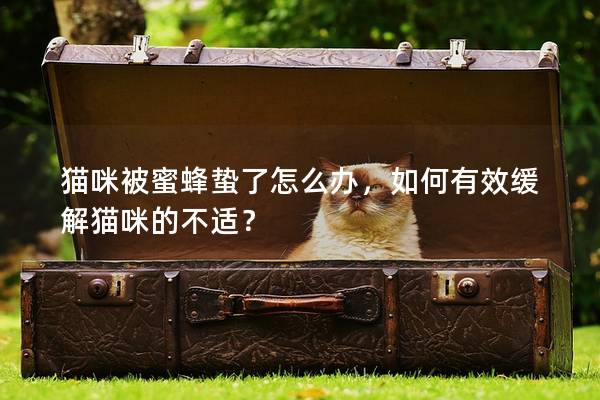 貓咪被蜜蜂蟄了怎么辦，如何有效緩解貓咪的不適？
