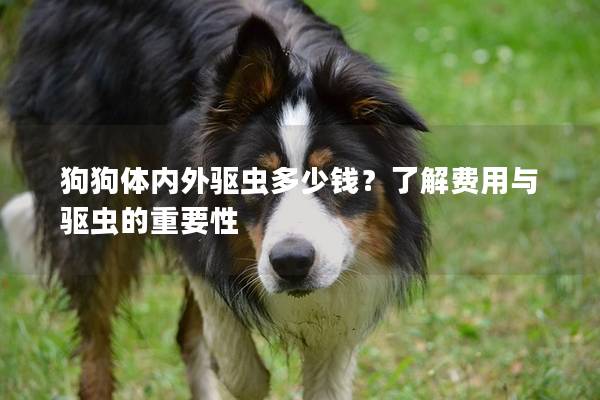 狗狗體內外驅蟲多少錢？了解費用與驅蟲的重要性