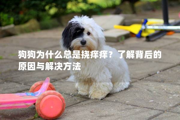 狗狗為什么總是撓癢癢？了解背后的原因與解決方法