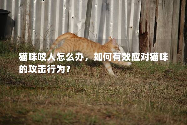 貓咪咬人怎么辦，如何有效應對貓咪的攻擊行為？