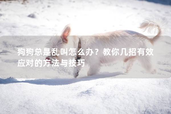 狗狗總是亂叫怎么辦？教你幾招有效應(yīng)對(duì)的方法與技巧