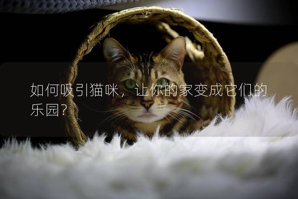 如何吸引貓咪，讓你的家變成它們的樂園？