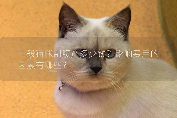 一般貓咪剖腹產(chǎn)多少錢？影響費(fèi)用的因素有哪些？