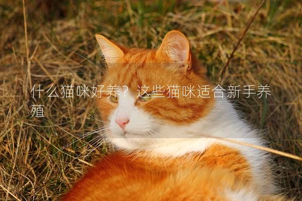 什么貓咪好養(yǎng)?這些貓咪適合新手養(yǎng)殖 什么貓咪好養(yǎng)?這些貓咪適合新手養(yǎng)殖