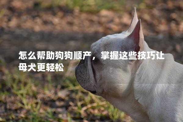 怎么幫助狗狗順產(chǎn)，掌握這些技巧讓母犬更輕松