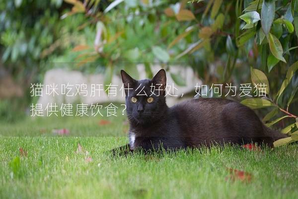 貓咪吃雞肝有什么好處，如何為愛貓提供健康飲食？