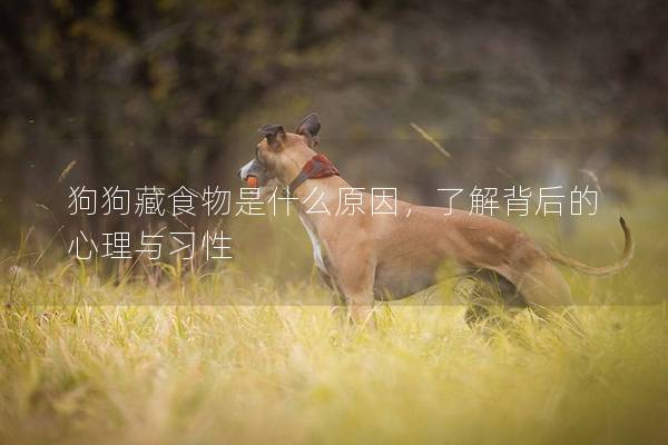 狗狗藏食物是什么原因，了解背后的心理與習性