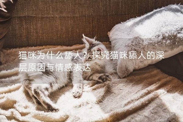 貓咪為什么舔人？探究貓咪舔人的深層原因與情感表達