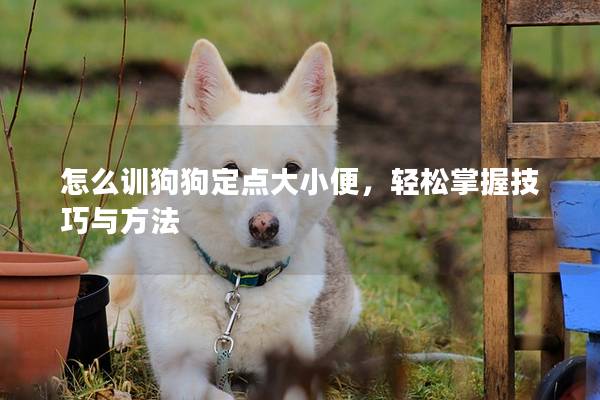 怎么訓狗狗定點大小便，輕松掌握技巧與方法
