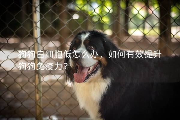 狗狗白細(xì)胞低怎么辦，如何有效提升狗狗免疫力？